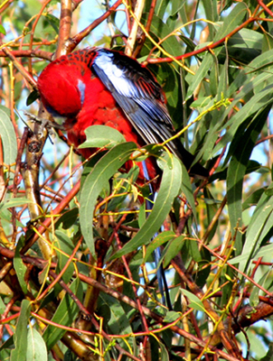 Uccelli australiani da identificare - 4 - Pappagalli