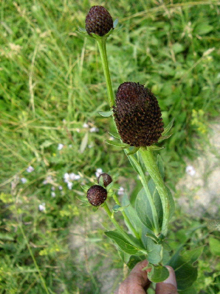 Yellowstone National Park (USA) - Rudbeckia occidentalis