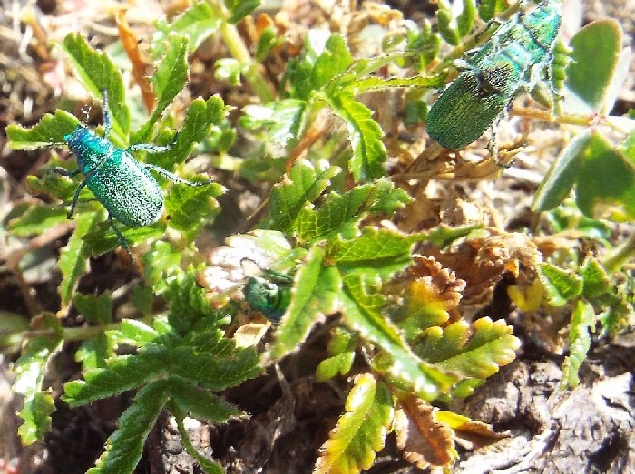 Coleotteri australiani 2