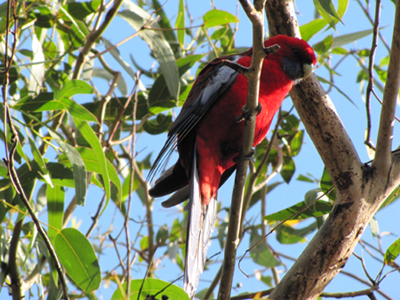 Uccelli australiani da identificare - 4 - Pappagalli