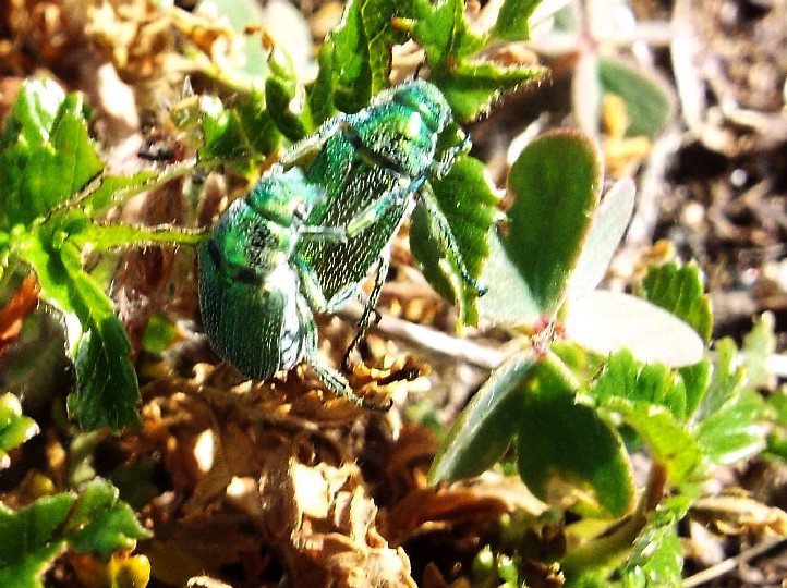 Coleotteri australiani 2