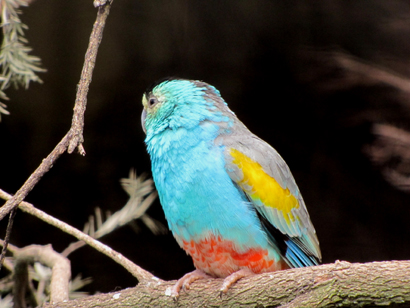 Uccelli australiani da identificare - 4 - Pappagalli