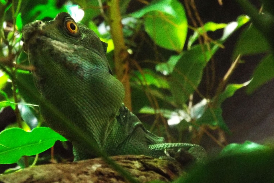 Rettili allo zoo di Melbourne - 4