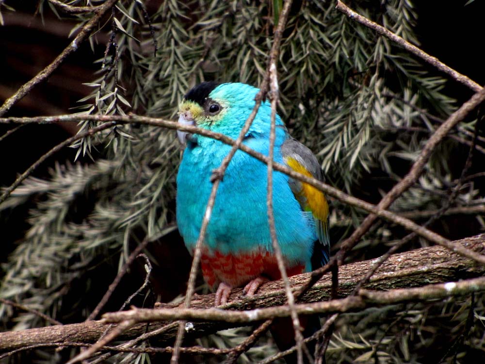 Uccelli australiani da identificare - 4 - Pappagalli