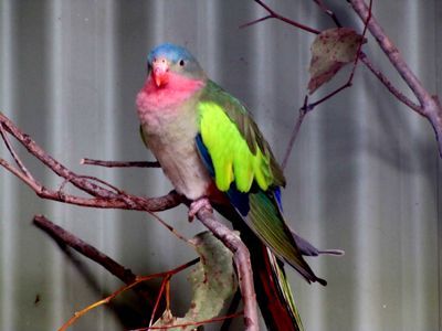 Uccelli australiani da identificare - 4 - Pappagalli