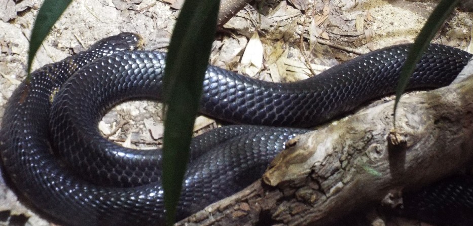 Rettili allo zoo di Melbourne - 11