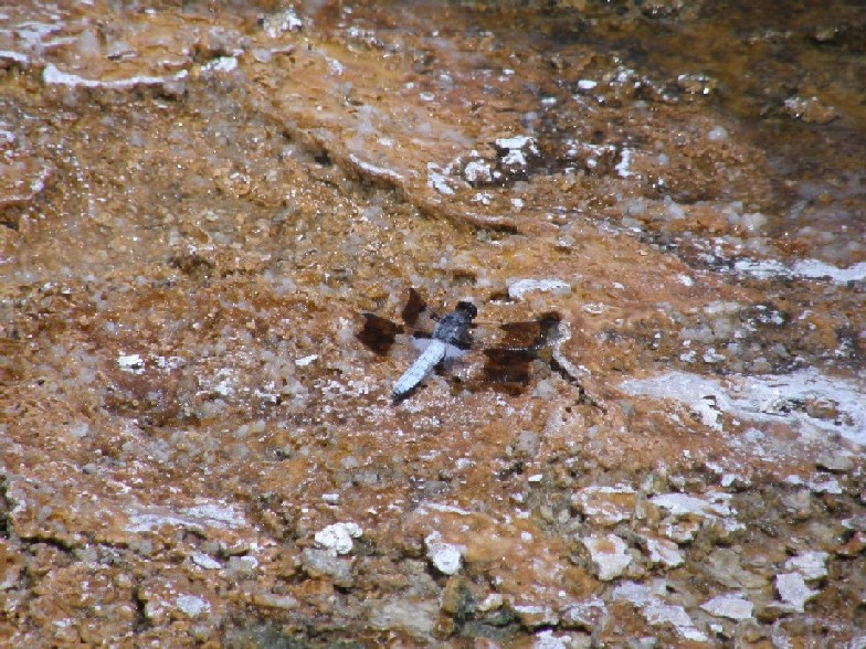 Libellule nello Yellowstone National Park (USA)