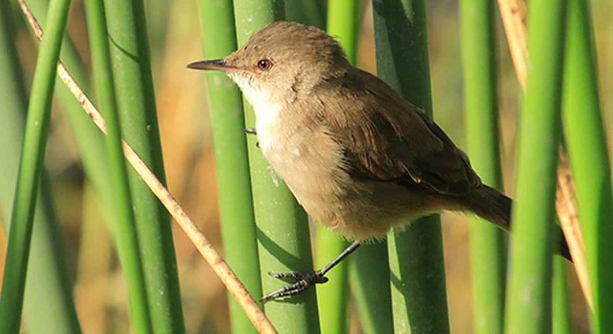 Passeriformes: cfr. Acrocephalus gracilirostris