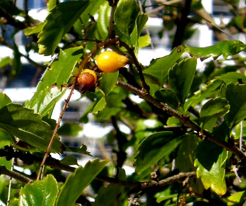 Piccoli frutti gialli della Florida - Duranta sp.