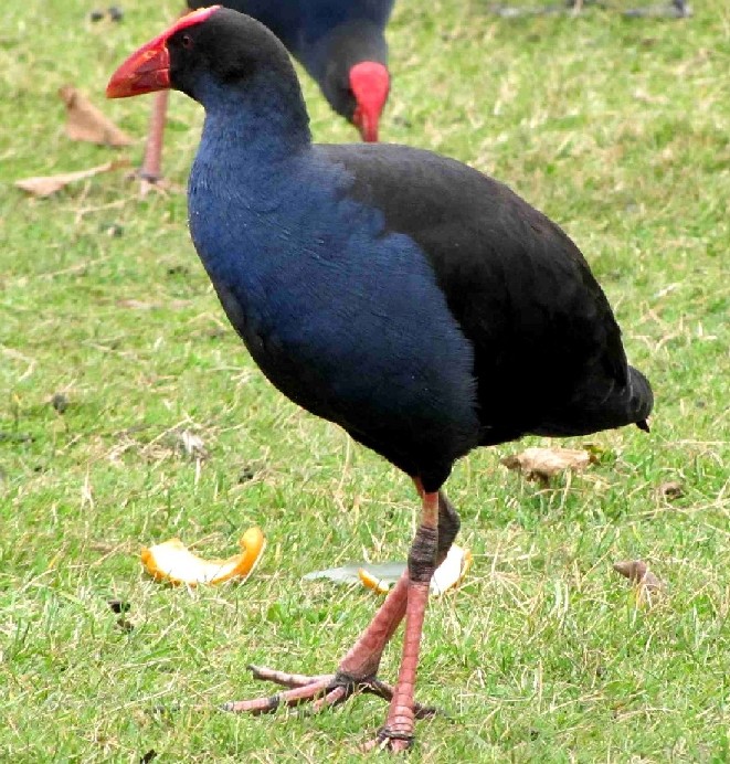 Uccello australiano 1