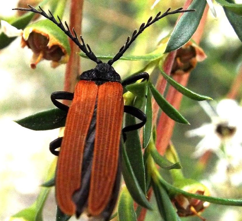 Coleotteri australiani 1