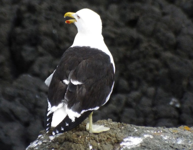 Uccelli australiani 5