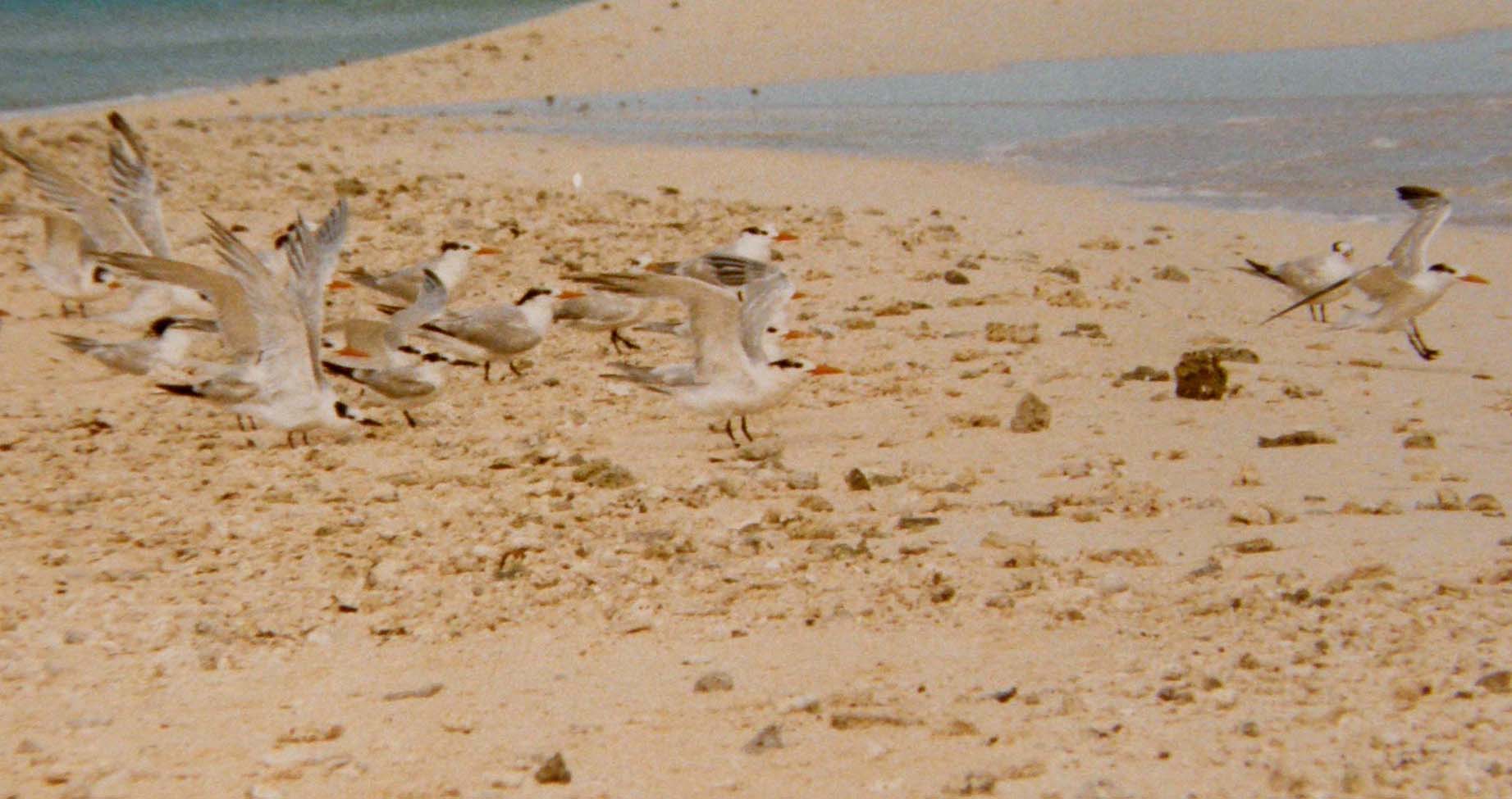 Uccelli marini caraibici