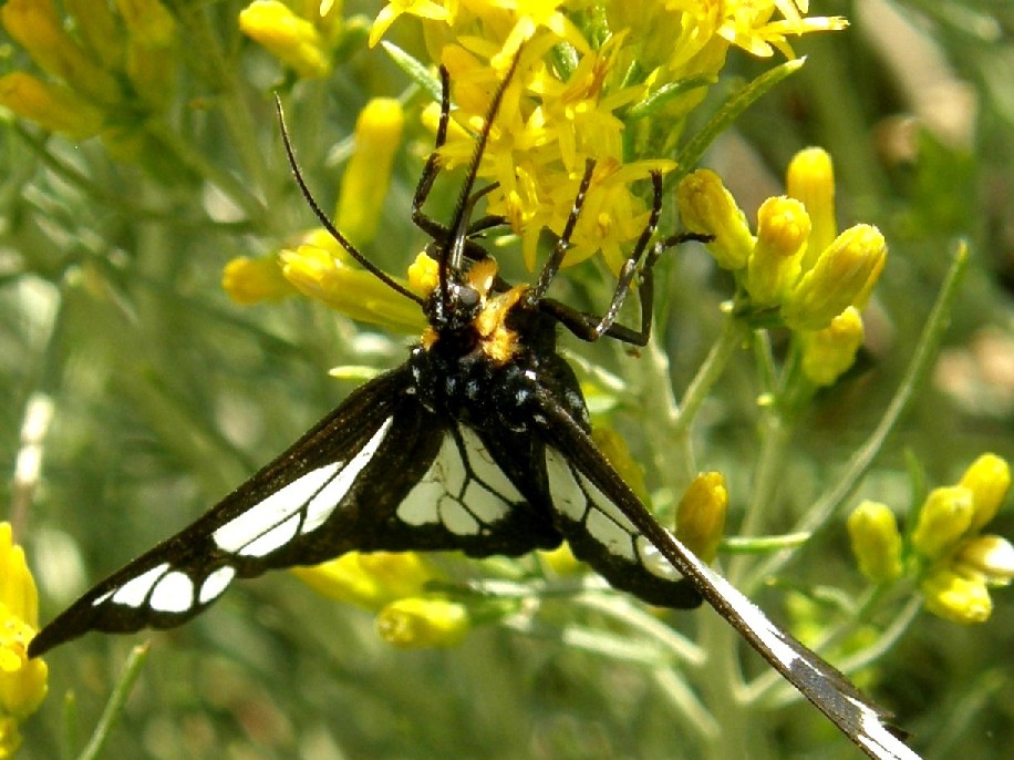 Farfalle e bruchi  nello Yellowstone National Park (USA)