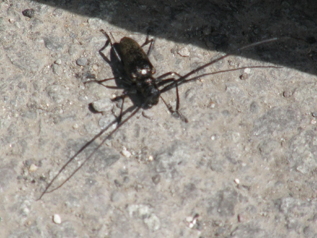 Cerambicidae nello Yellowstone National Park (USA)