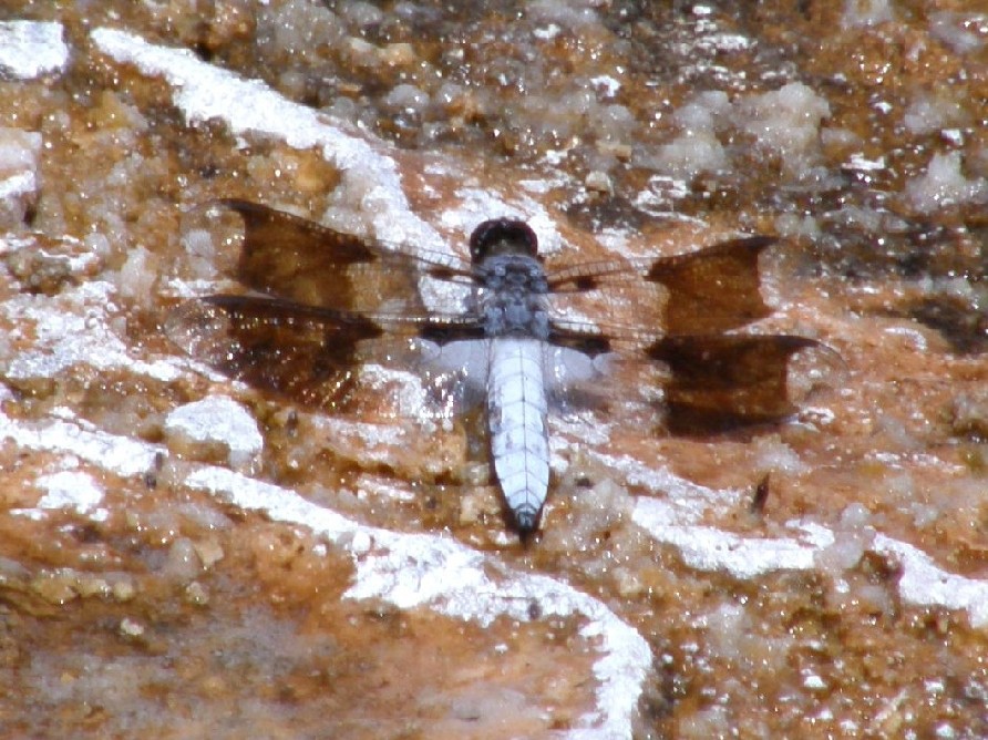 Libellule nello Yellowstone National Park (USA)