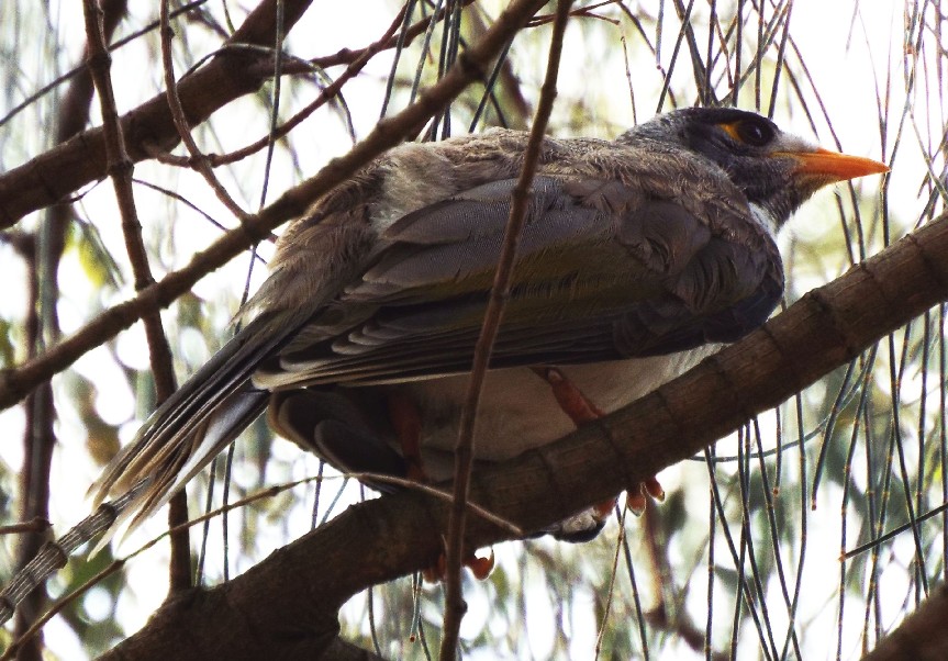 Uccelli australiani 4