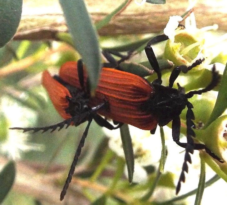 Coleotteri australiani 1