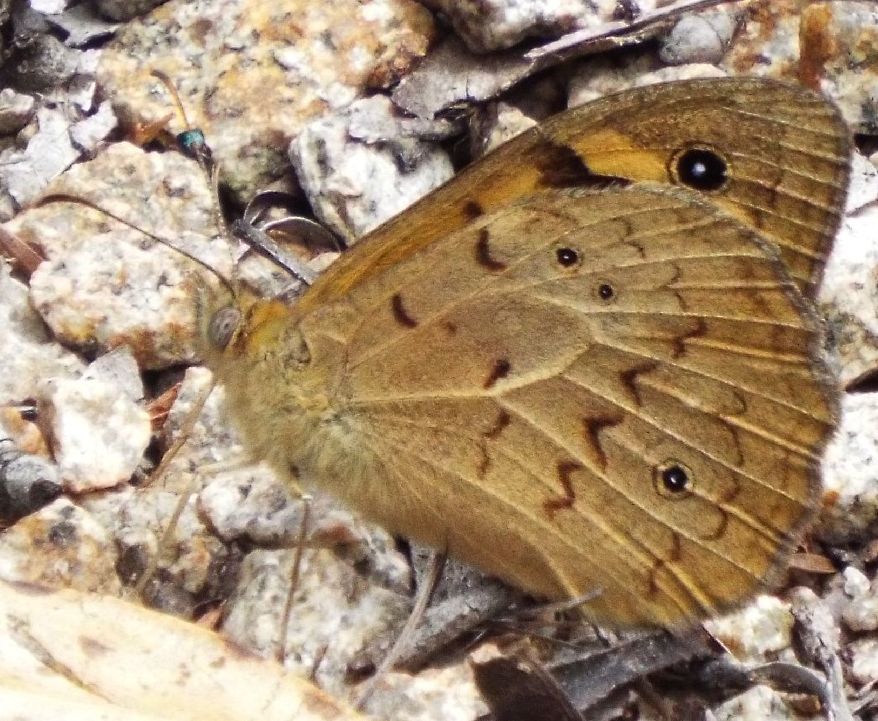 Lepidotteri australiani