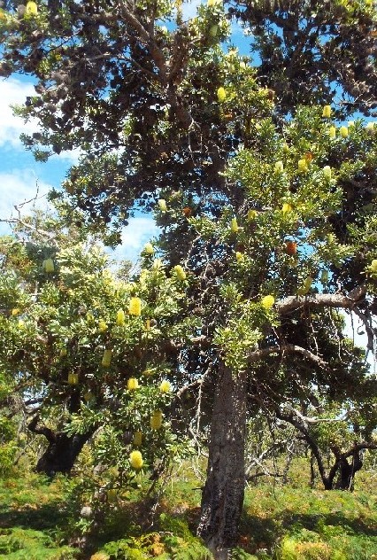 In Australia: Banksia,  Xanthorrhoea e Mangrovie