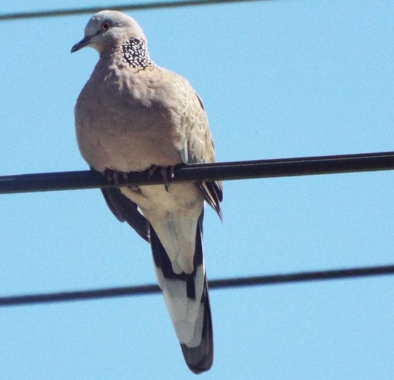 Uccelli australiani 4