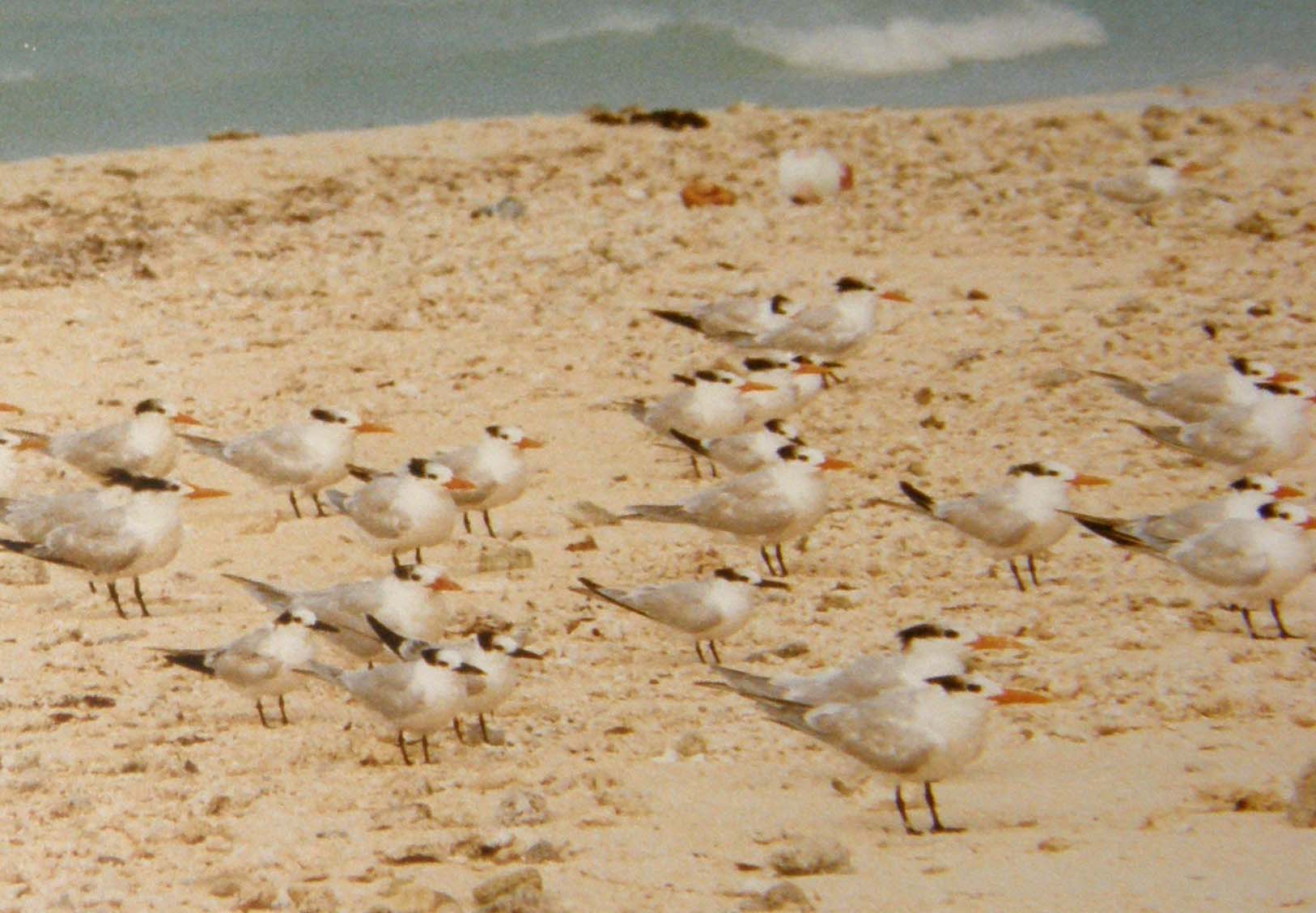 Uccelli marini caraibici