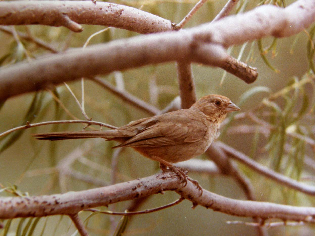 Uccelli dell''Arizona da identificare 01