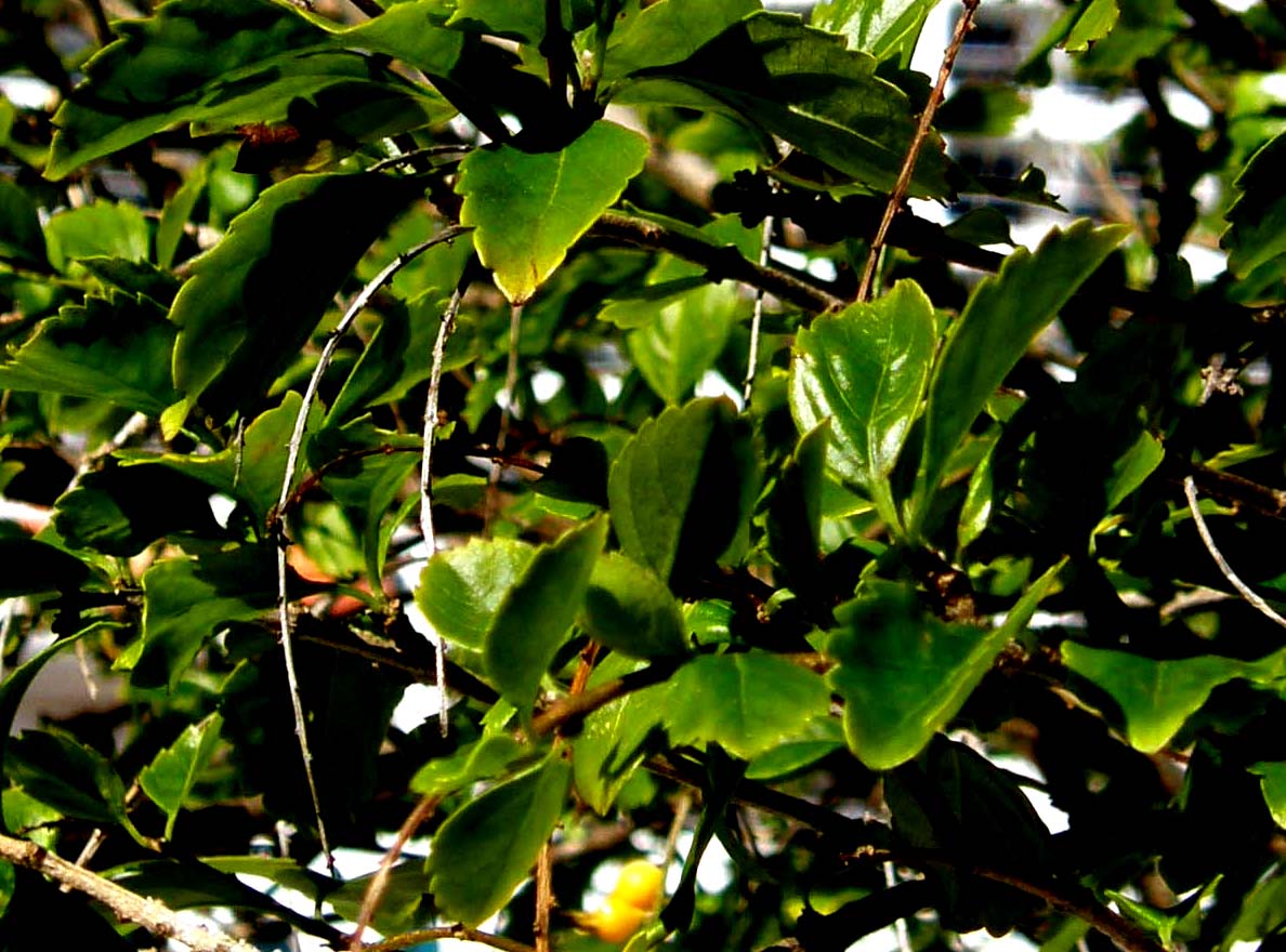 Piccoli frutti gialli della Florida - Duranta sp.