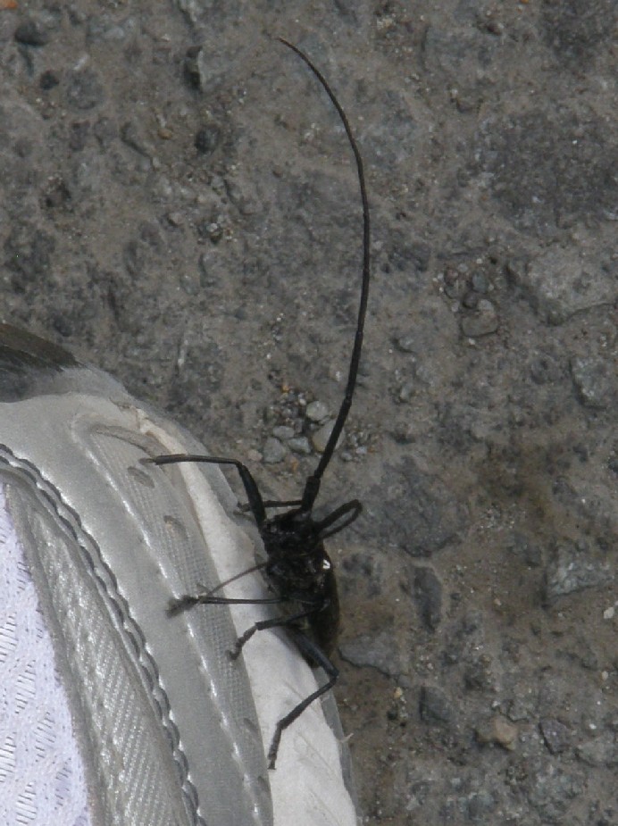 Cerambicidae nello Yellowstone National Park (USA)