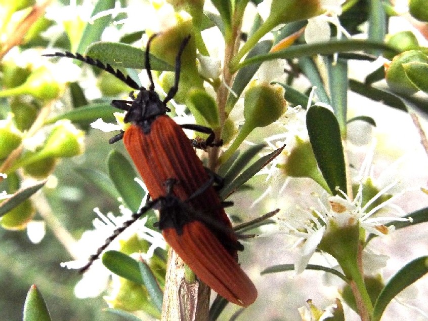 Coleotteri australiani 1