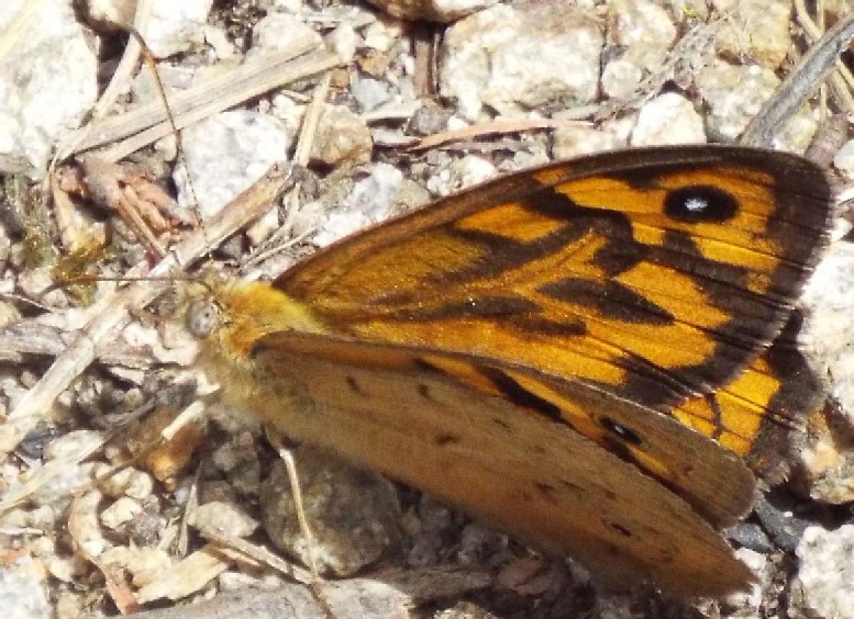 Lepidotteri australiani