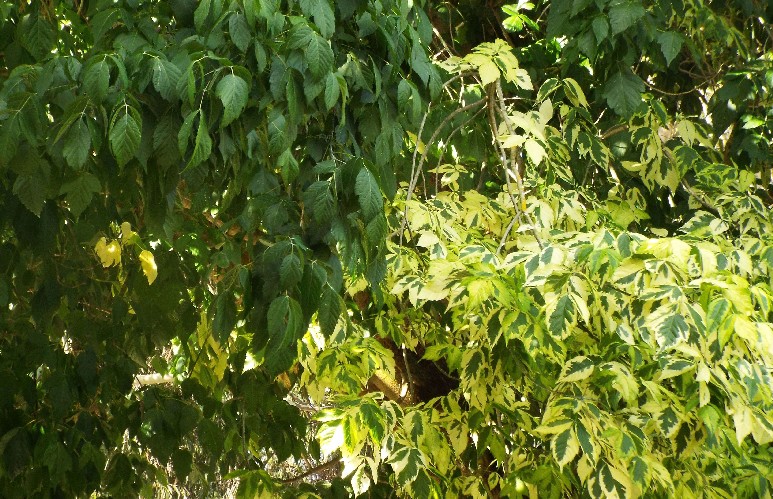 Alberi australiani: stranezze del fogliame in Acer negundo