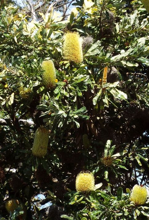 In Australia: Banksia,  Xanthorrhoea e Mangrovie