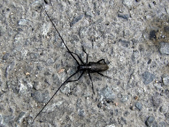 Cerambicidae nello Yellowstone National Park (USA)