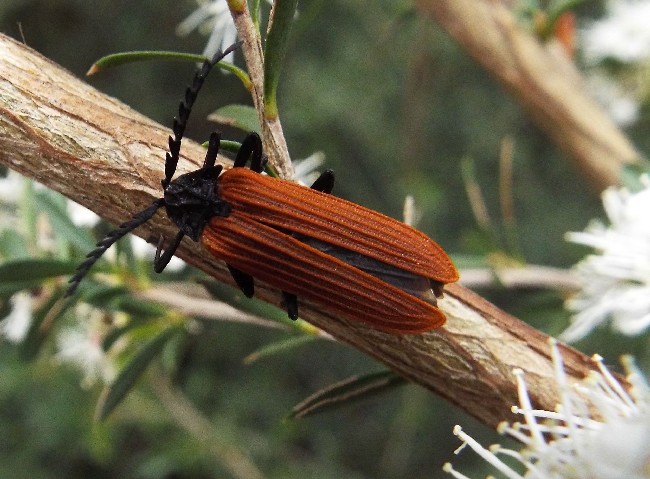 Coleotteri australiani 1