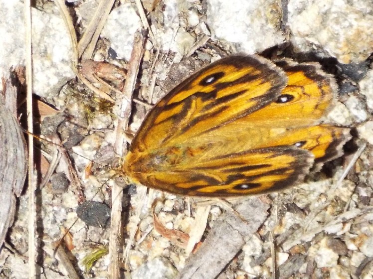 Lepidotteri australiani