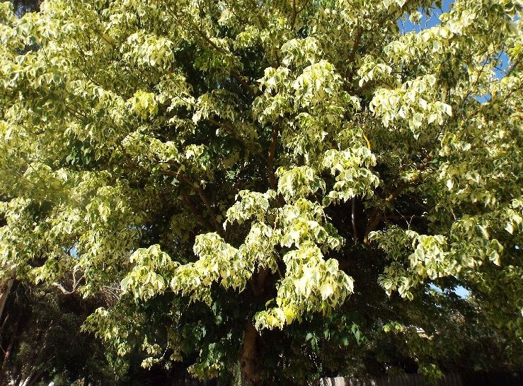 Alberi australiani: stranezze del fogliame in Acer negundo