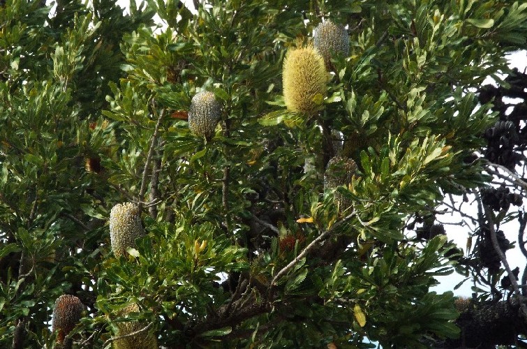 In Australia: Banksia,  Xanthorrhoea e Mangrovie