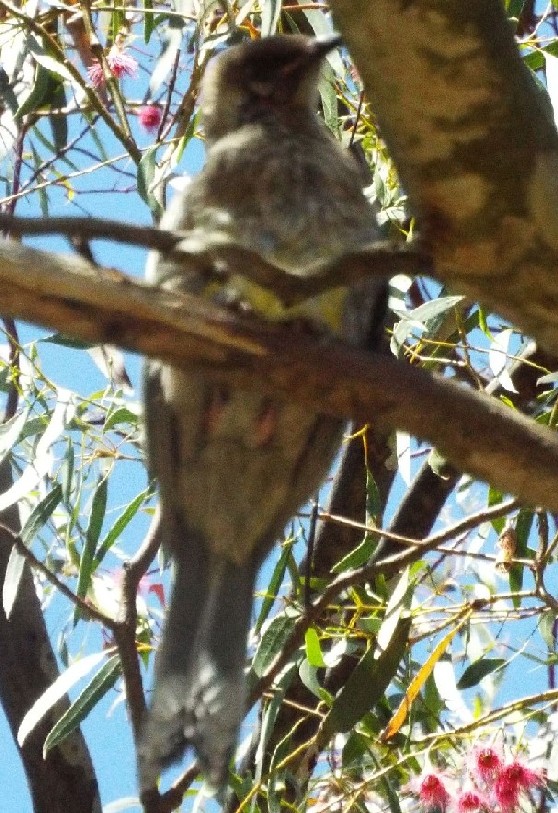 Uccelli australiani 4