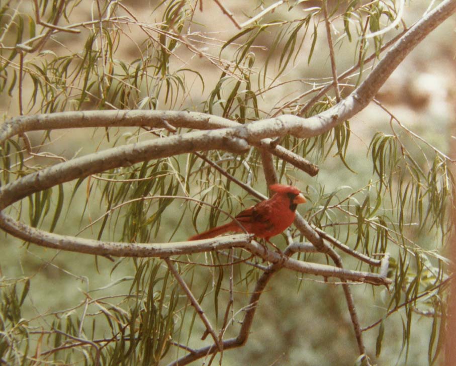 Uccelli dell''Arizona da identificare 01