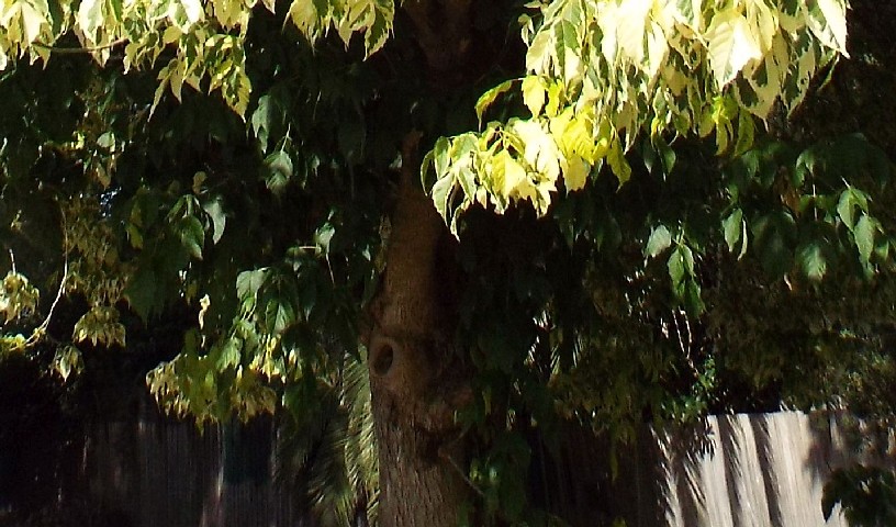 Alberi australiani: stranezze del fogliame in Acer negundo