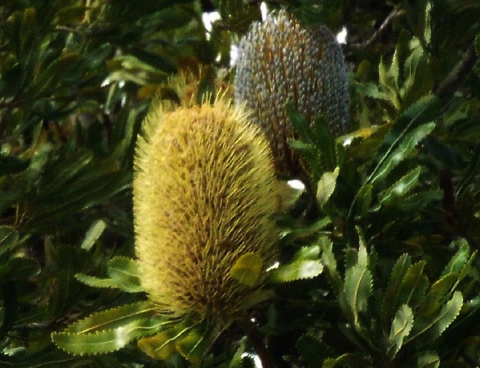 In Australia: Banksia,  Xanthorrhoea e Mangrovie