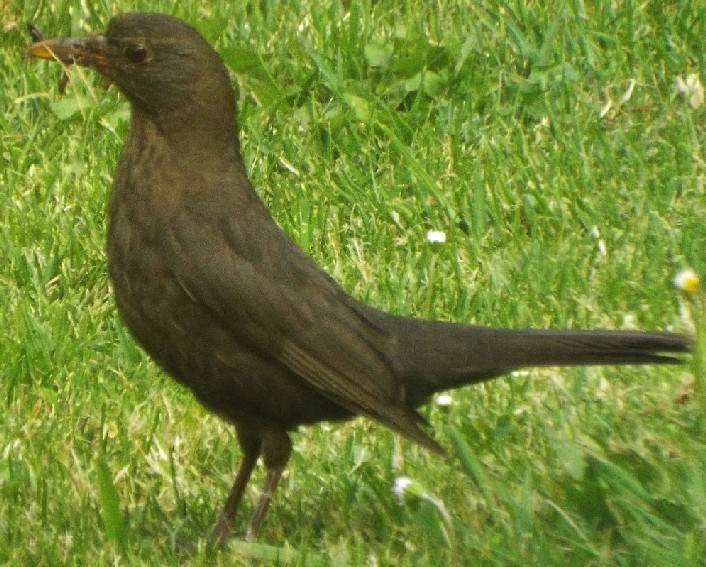 Uccelli australiani 6