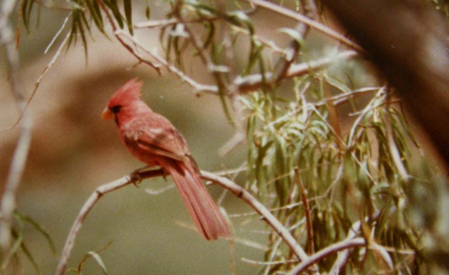 Uccelli dell''Arizona da identificare 01