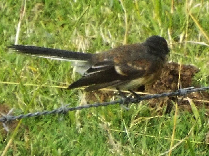 Uccelli australiani 6