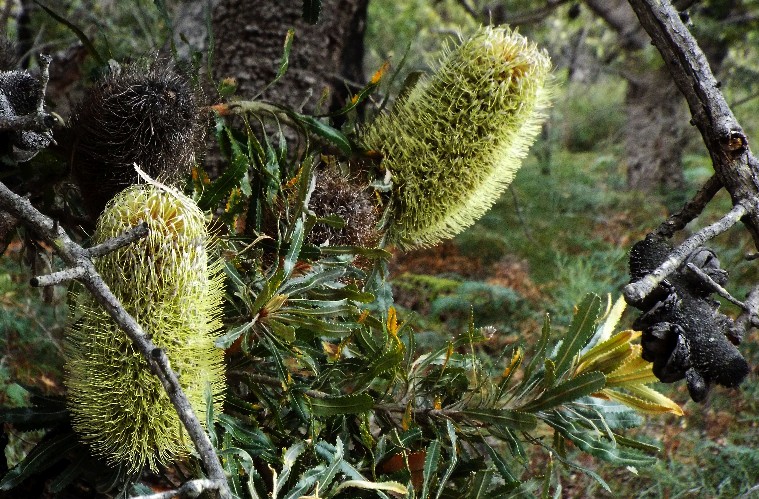 In Australia: Banksia,  Xanthorrhoea e Mangrovie