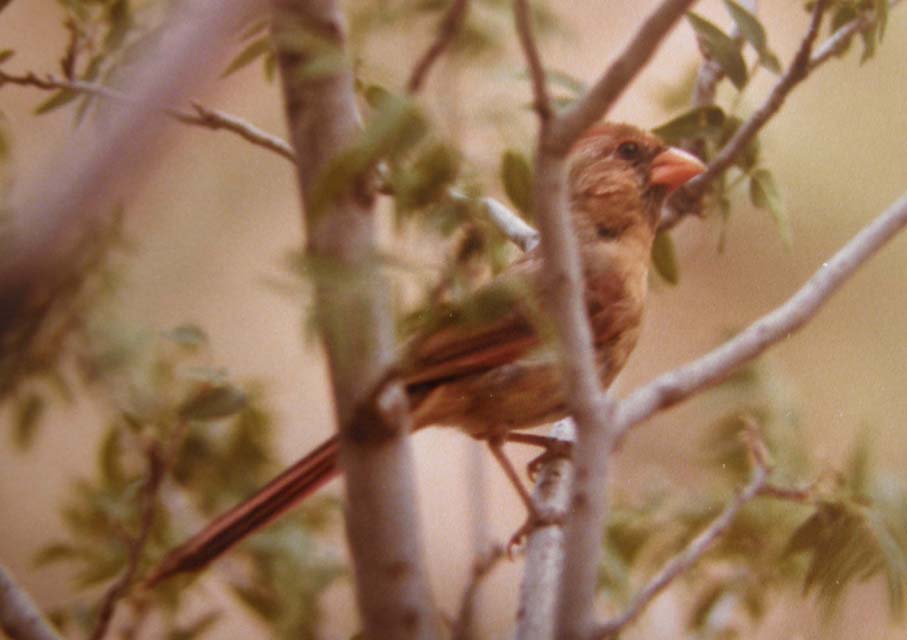 Uccelli dell''Arizona da identificare 01