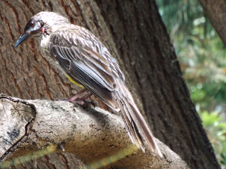 Uccelli australiani 6