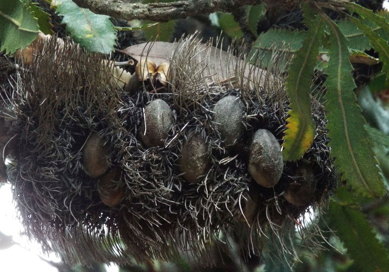 In Australia: Banksia,  Xanthorrhoea e Mangrovie