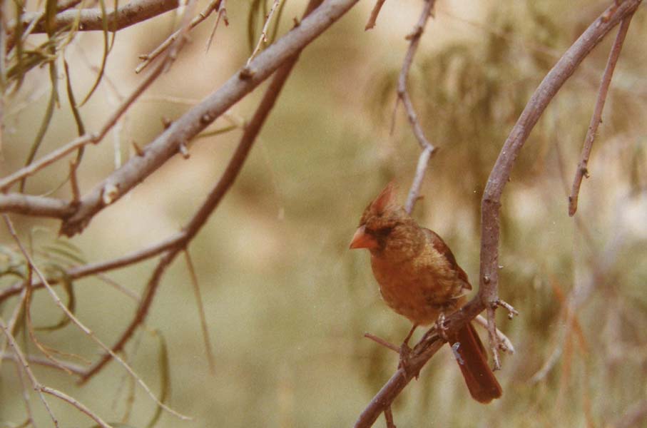 Uccelli dell''Arizona da identificare 01